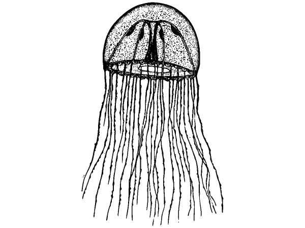 Животные 1273