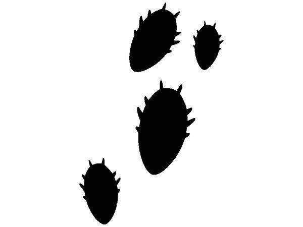 Животные 2058