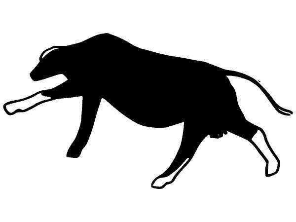 Животные 2601