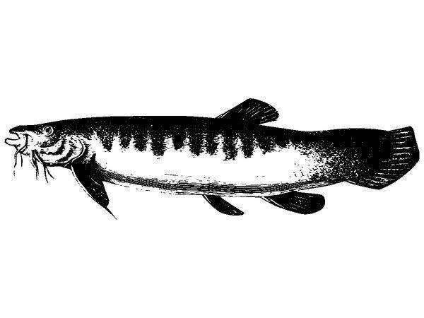 Животные 2655