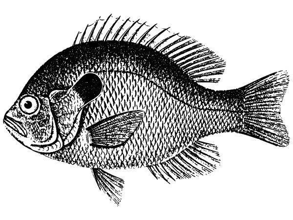 Животные 2647