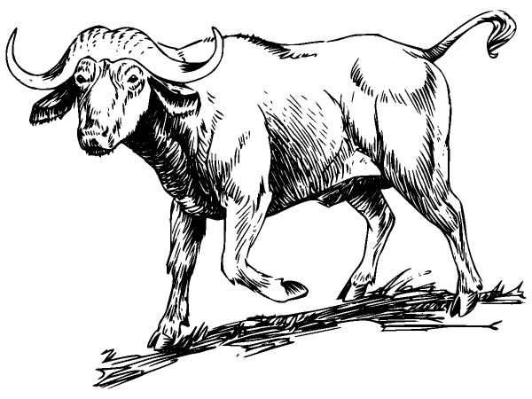 Животные 315