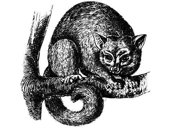 Животные 2583