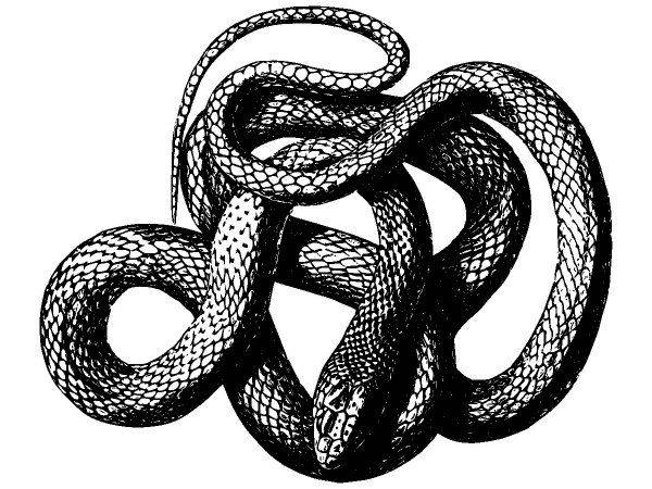 Животные 2791 Животные 2791