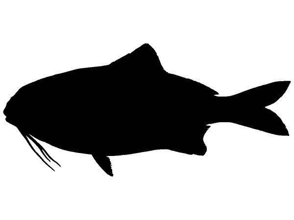 Животные 2164