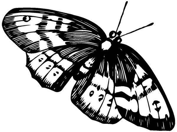 Животные 3963