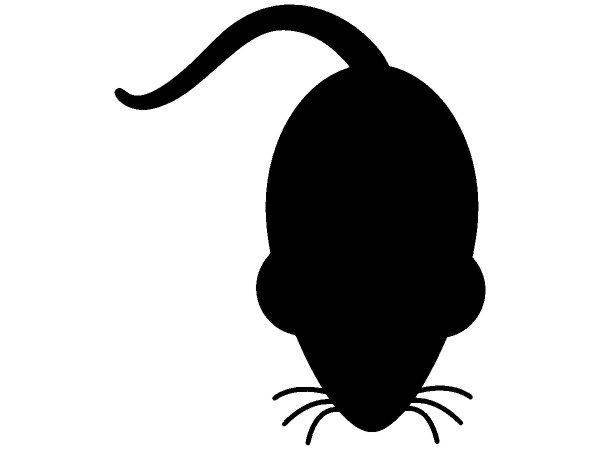 Животные 1662