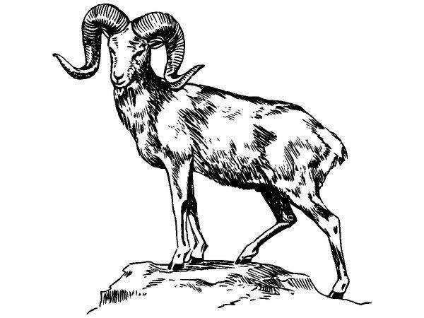 Животные 547 Животные 547