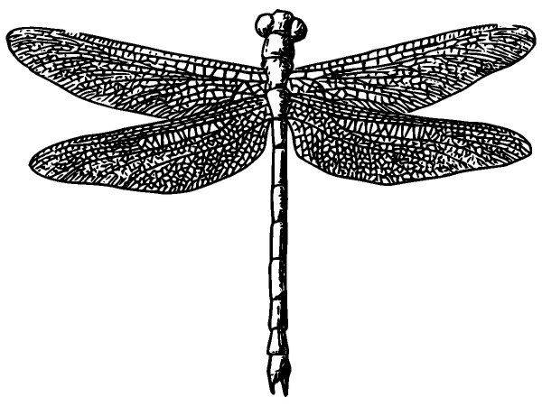 Животные 2556