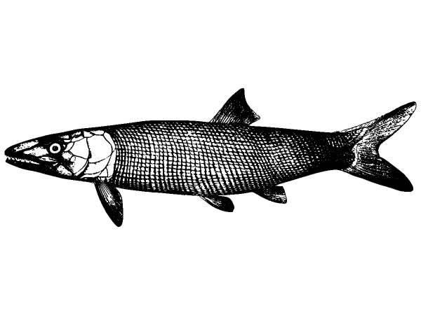 Животные 1256