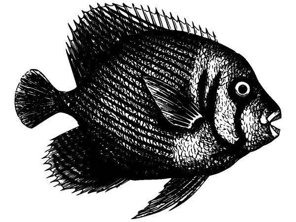 Животные 3688 Животные 3688