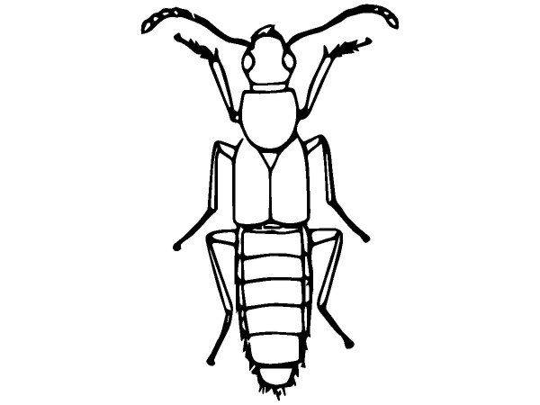 Животные 2443 Животные 2443