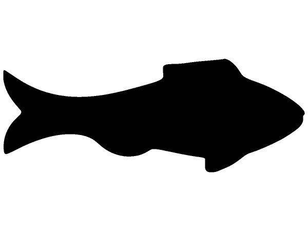 Животные 1555