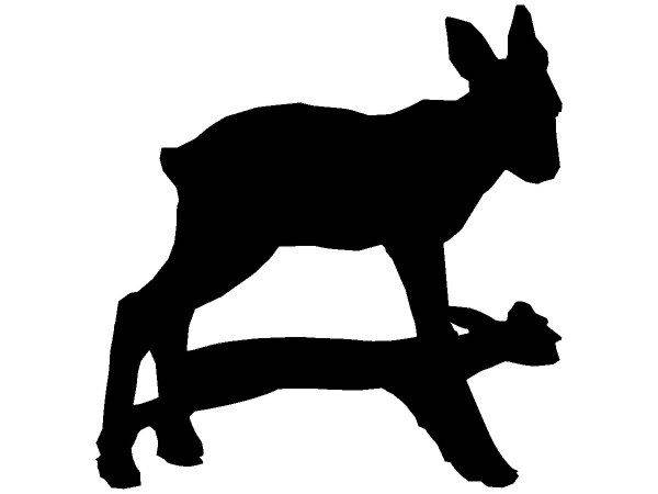 Животные 443