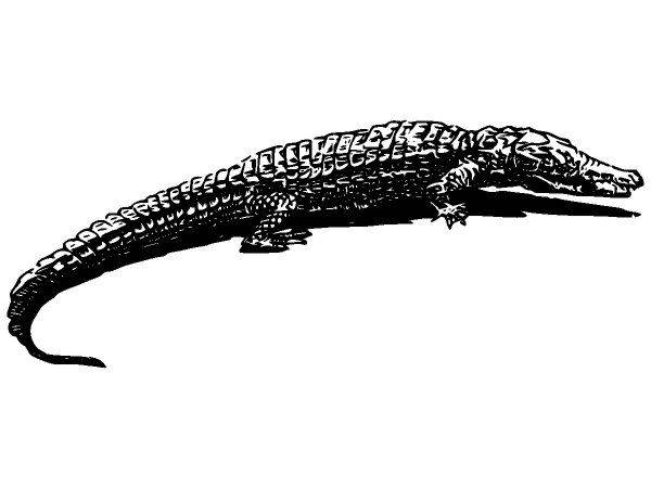 Животные 2690 Животные 2690