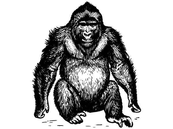 Животные 300