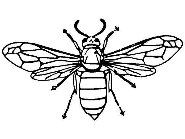 Животные 2610